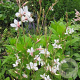 Gaura l. 'Snowstorm' GM P9