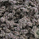 Goniolimon tataricum GM P9