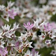 Goniolimon tataricum GM P9