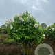 Syringa v. 'Souv. d'Alice Harding' 200-250 cm draadkluit struik