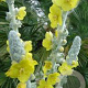Verbascum bombyciferum GM P9