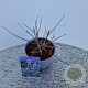 Vitex agnus-castus 15-20 cm 3,0L