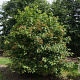 Viburnum opulus 175-200 cm draadkluit struik op Stam
