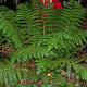 Woodwardia fimbriata GM P9