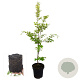 Fagus sylvatica 125-150 cm 4,5L