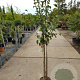 Pyrus c. 'Gieser Wildeman' halfstam 7,5L