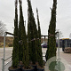 Cupressus sempervirens 300-350 cm container meerstammig