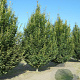 Carpinus bet. 'Fastigiata' 18-20 cm draadkluit geveerd