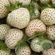 Fragaria ananassa 'White Pineberry' GM P9