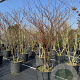 Cornus alternifolia 200-250 cm cont. 110L MPS