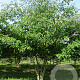 Cornus alternifolia 200-250 cm draadkluit meerstammig