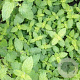 Mentha arvensis 'Strawberry Mint' GM P9