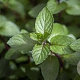Mentha piperita 'Chocolate Mint' GM P9