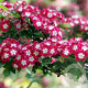 Crataegus laev. 'Crimson Cloud' 175-200 cm draadkluit meerstammig