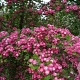 Crataegus laev. 'Paul's Sc. Hamlet' 10-12 HO draadkluit