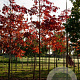Fraxinus amer. 'Autumn Purple' 18-20 HO draadkluit