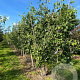 Ginkgo biloba 300-350 cm draadkluit meerstammig