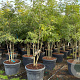 Gleditsia triacanthos inermis 250-300 cm cont. 110L meerstammig