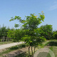 Gleditsia triac. 'Sunburst' 300-350 cm draadkluit meerstammig