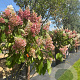 Hydrangea pan. Pinky Winky 125-150 cm cont. 70L meerstammig solitair