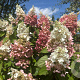 Hydrangea pan. Pinky Winky 125-150 cm cont. 70L meerstammig solitair