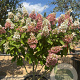 Hydrangea pan. Pinky Winky 125-150 cm cont. 70L meerstammig solitair