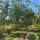 Juglans r. 'Buccaneer' 200-250 cm draadkluit meerstammig