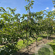 Juglans r. 'Ulicoten' 200-250 cm draadkluit meerstammig