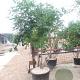 Koelreuteria paniculata 200-250 cm cont. 110L MPS