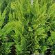 Chamaecyparis l. 'Ivonne' 80-100 cm met kluit