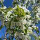 Malus baccata 12-14 HO draadkluit