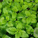 Melissa officinalis Lemon GM P9