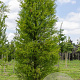 Metasequoia glyptostroboides 20-25 cm draadkluit geveerd