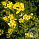 Potentilla fruticosa 'Sommerflor' GM C1.3