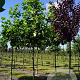 Platanus hispanica 20-25 HO draadkluit