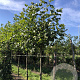 Platanus hispanica 20-25 HO draadkluit