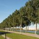 Populus can. 'Serotina de Selys' 18-20 HO draadkluit