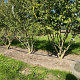 Prunus incisa 'Yamadei' 175-200 cm draadkluit meerstammig