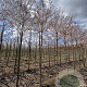 Prunus 'Pandora' 12-14 HO draadkluit
