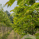Prunus yedoensis 14-16 HO draadkluit