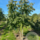 Ptelea trifoliata 200-250 cm draadkluit meerstammig