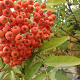 Sorbus aucuparia 200-250 cm cont. 70L meerstammig