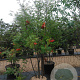 Sorbus aucuparia 200-250 cm cont. 70L meerstammig