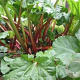 Rheum rhabarbarum 'Frambozen Rood' GM 2,0L