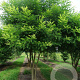 Styphnolobium japonicum 350-400 cm draadkluit meerstammig