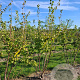 Syringa pekinensis 'China Snow' 175-200 cm draadkluit meerstammig