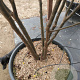 Zelkova serrata 200-250 cm cont. 110L MPS