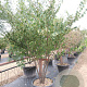 Zelkova serrata 200-250 cm cont. 110L MPS
