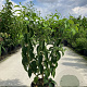 Heptacodium miconioides 80-100 cm 15L