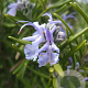 Rosmarinus officinalis 'Fast with Flavour' GM P9